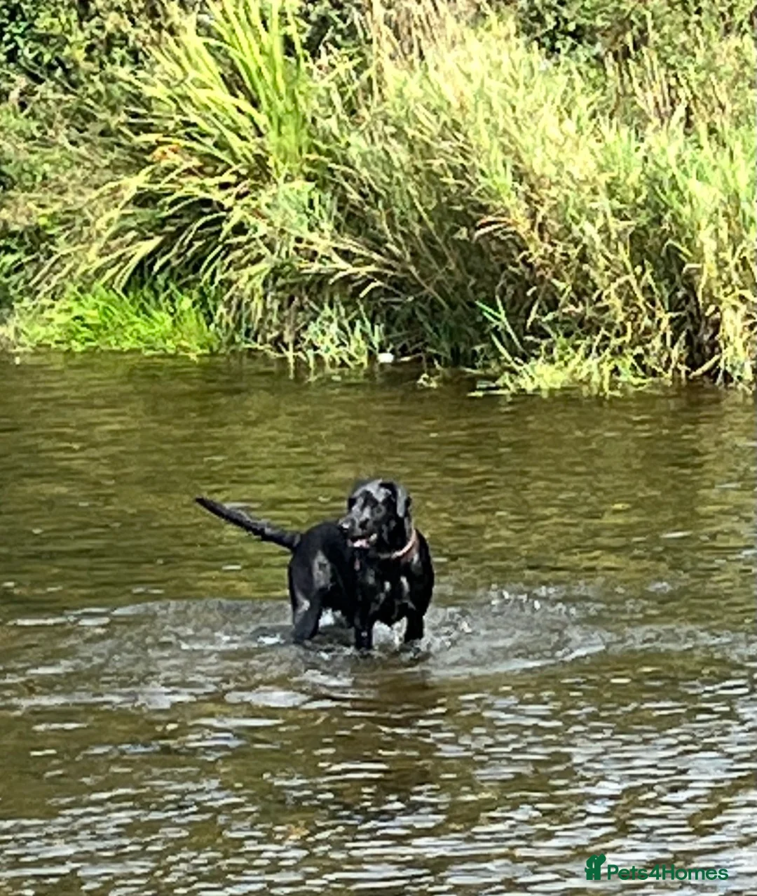 Labrador Retriever dogs for sale: KC Registered Labrador Retrievers - Advert 2