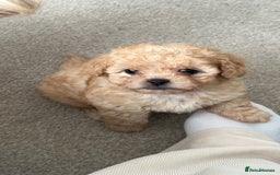 Mixed Breed dogs for sale: Ship/Cavapoo - Image 3