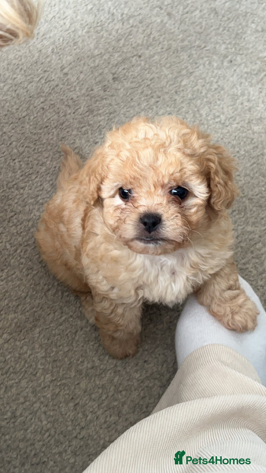 Mixed Breed dogs for sale: Ship/Cavapoo - Image 3