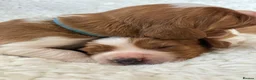 Welsh Springer Spaniel dogs for sale: KC Reg Welsh Springer Spaniels Fully Health Tested - Advert 12