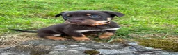 Australian Kelpie dogs for sale: Red and Tan Australian Kelpie Puppies in Knighton - Advert 5