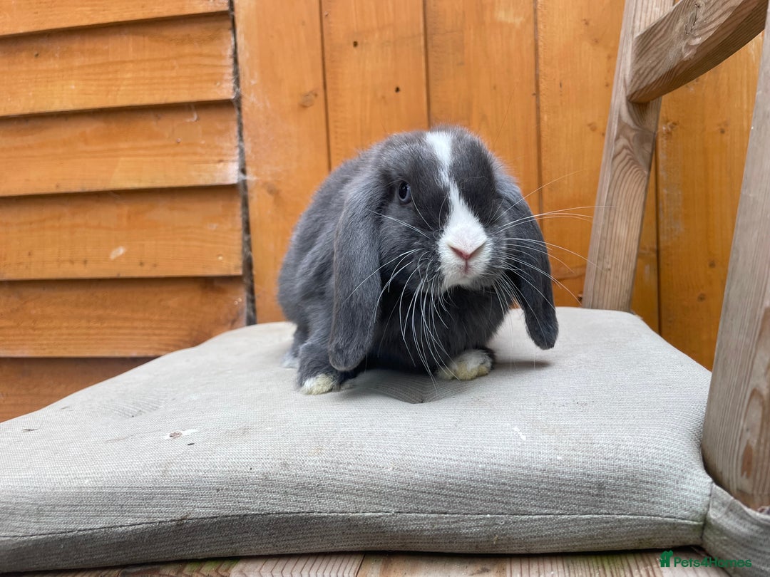 Mini Lop rabbits for sale: Mini Lop Babies Ready to Leave Now  - Image 7