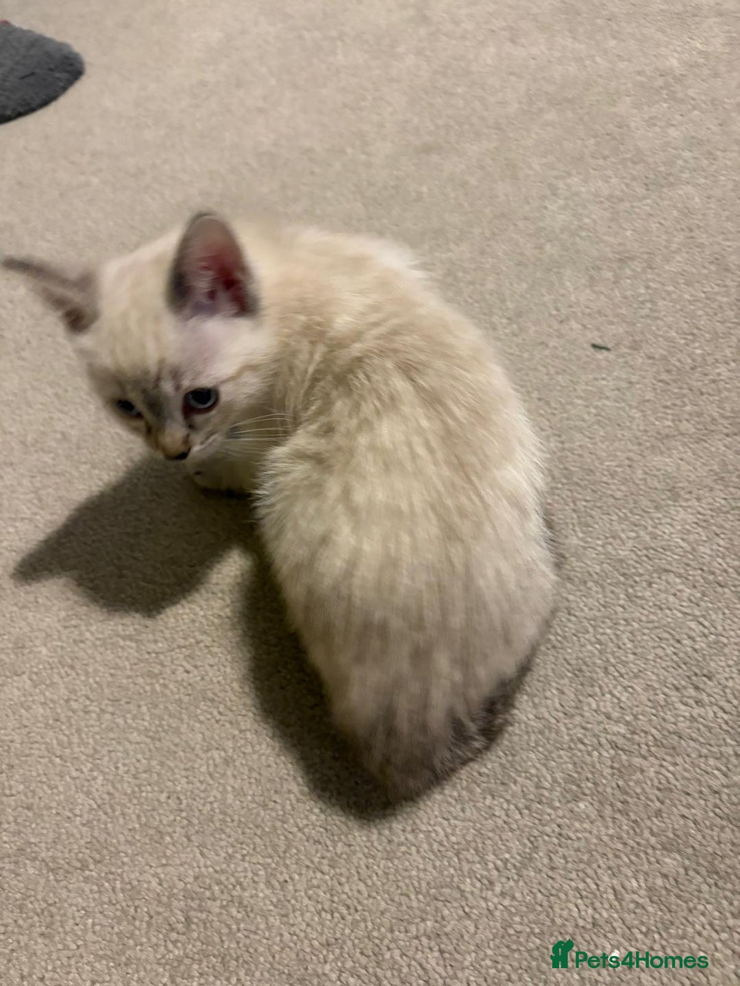 Ragdoll cats for sale: ragdoll x bsh - Advert 4