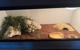 Gecko reptiles for sale: Gecko - Image 6