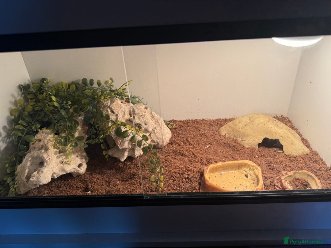 Gecko reptiles for sale: Gecko - Image 6