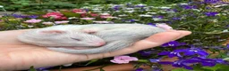 Ferret rodents for sale: Micro/whippet ferret kits  in Leicester - Advert 4
