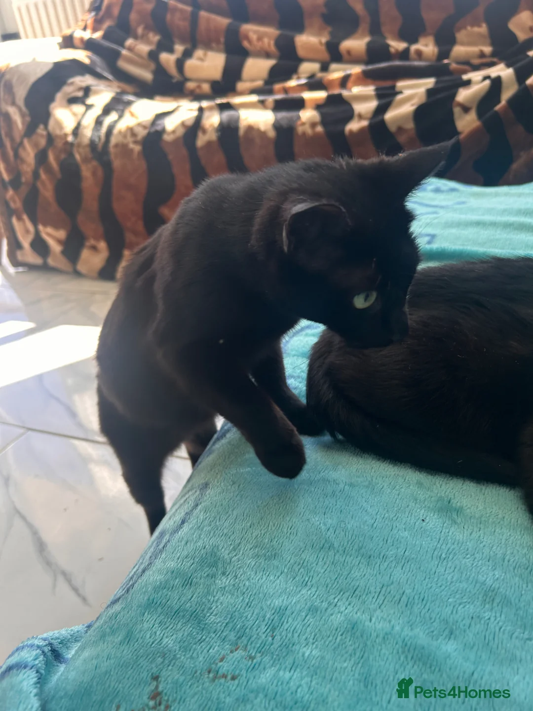 Mixed Breed cats for sale: Black Cat - Advert 7