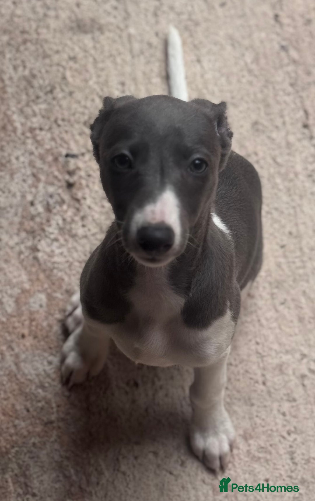 Whippet dogs for sale: Wonderful whippets 5* puppies  - Image 21
