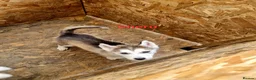 Siberian Husky dogs for sale: 4 boys siberian husky puppies available  - Advert 3