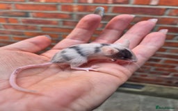 Mouse rodents for sale: Fancy mice for sale - Image 8