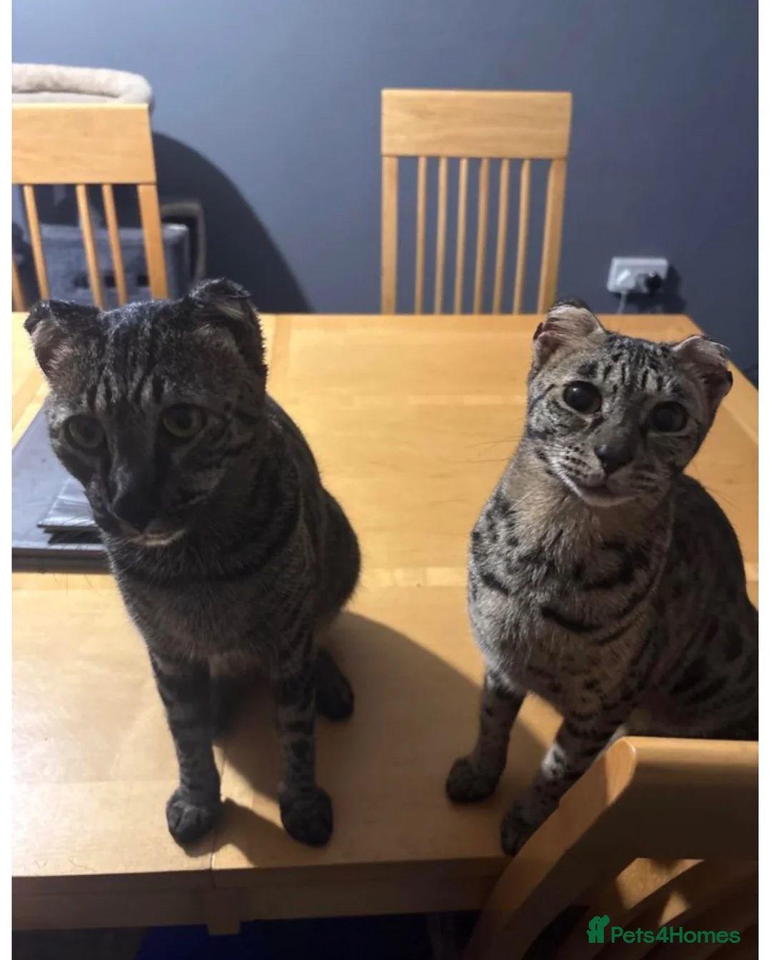 Savannah cats for sale: 2 female Savannah cats  in Cambridge - Advert 2