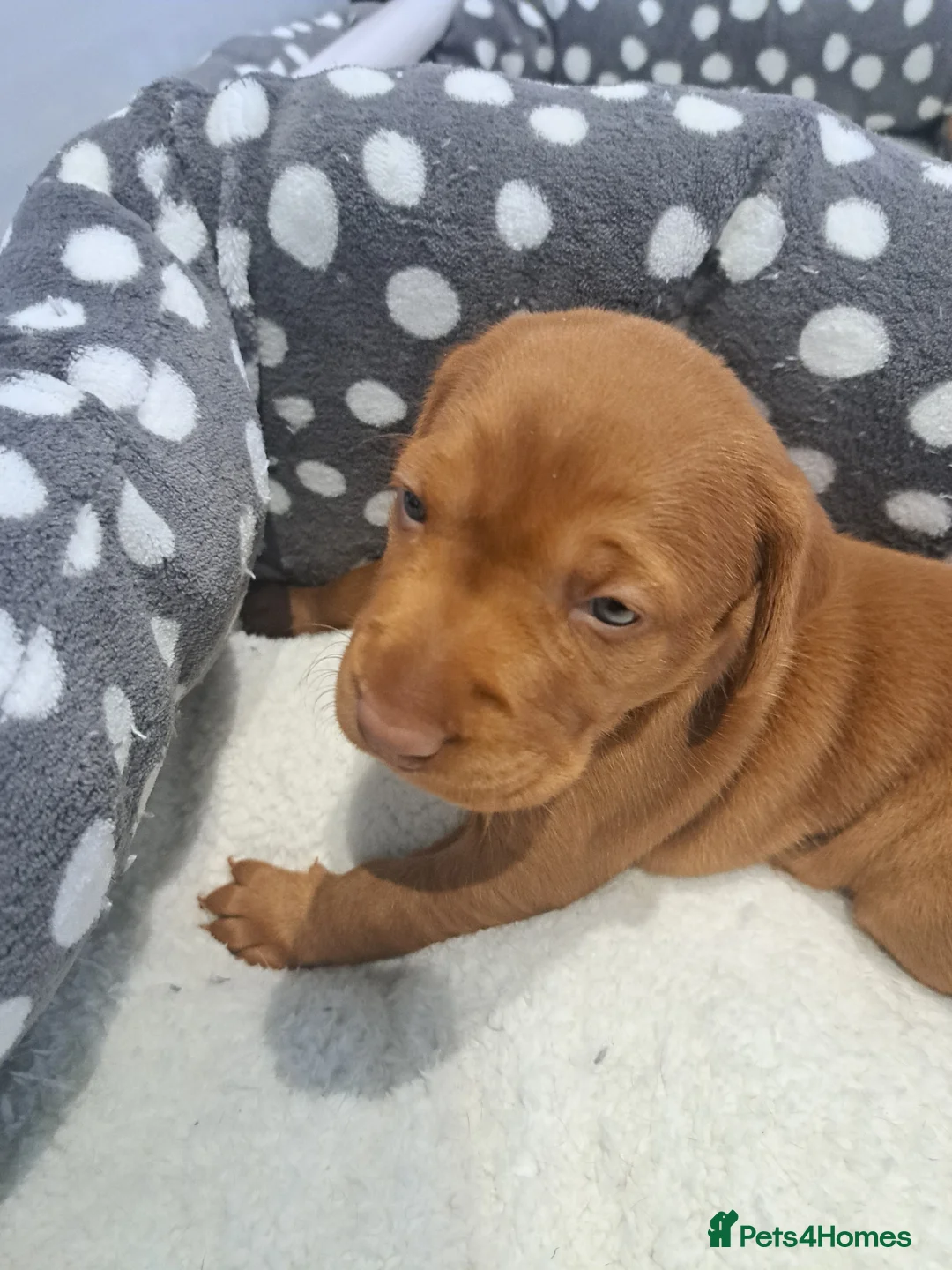 Hungarian Vizsla dogs for sale: Wirehaired vizsla puppies  - Advert 5