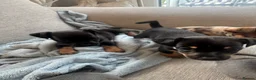Jack Russell dogs for sale: Miniature Jack Russell in Gretna - Advert 7