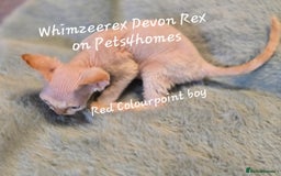Devon Rex cats for sale: Red Colourpoint Curly coated gremlin - Image 3