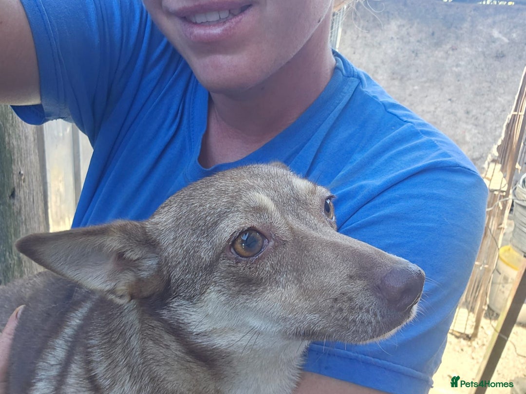 Mixed Breed dogs for adoption: FOXY - a Lovely, shy girl, for a very Loving Home - Advert 8