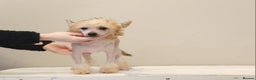 Chinese Crested dogs for sale: February litter- waiting list open  - Advert 2