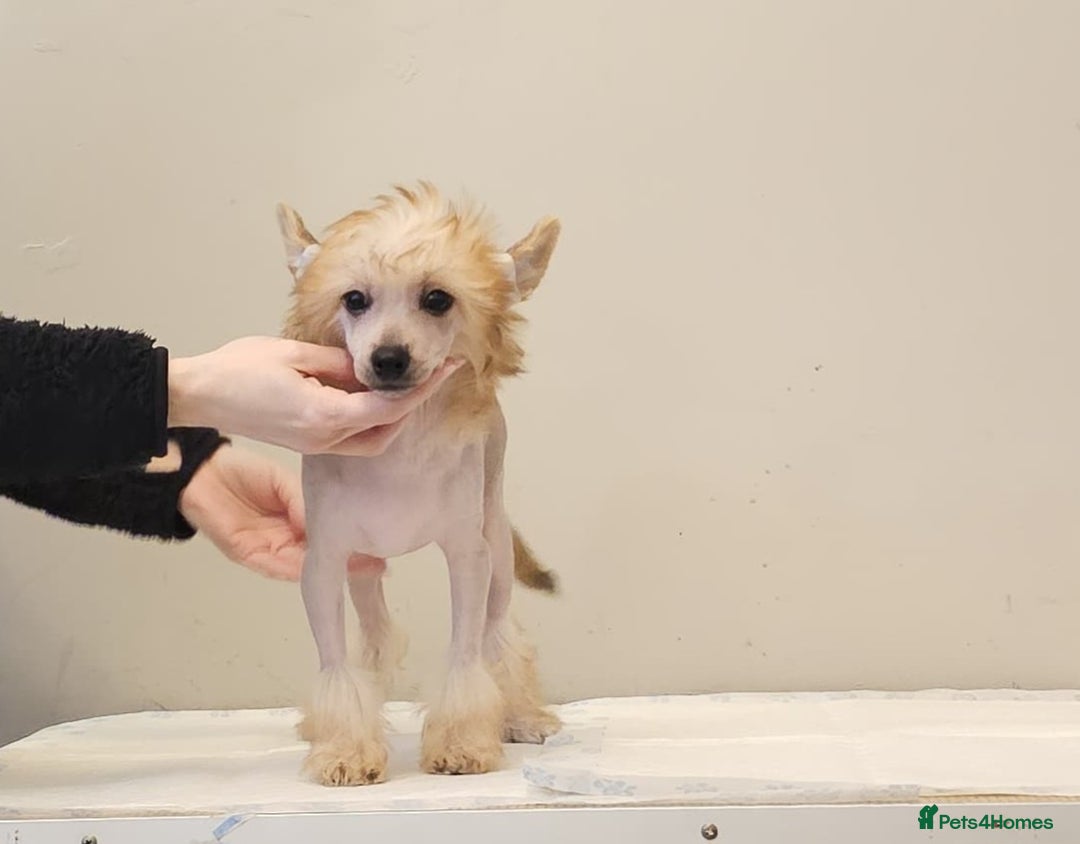 Chinese Crested dogs for sale: February litter- waiting list open  - Advert 2