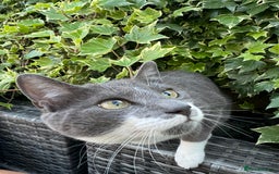 Domestic Shorthair cats for sale: Kittens for sale  - Image 6