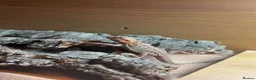 Bearded Dragon reptiles for sale: Female bearded dragon  - Advert 5
