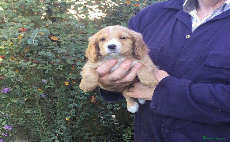 Cocker Spaniel dogs KC COCKERS HT PARENTS PUPPIES FOR SALE  - Advert 13