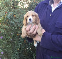 Cocker Spaniel dogs KC COCKERS HT PARENTS PUPPIES FOR SALE - Advert 3