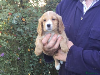 Cocker Spaniel dogs KC COCKERS HT PARENTS PUPPIES FOR SALE - Advert 4