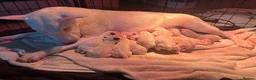 English Bull Terrier dogs for sale: Beautiful Bullterrier Pups  - Advert 6