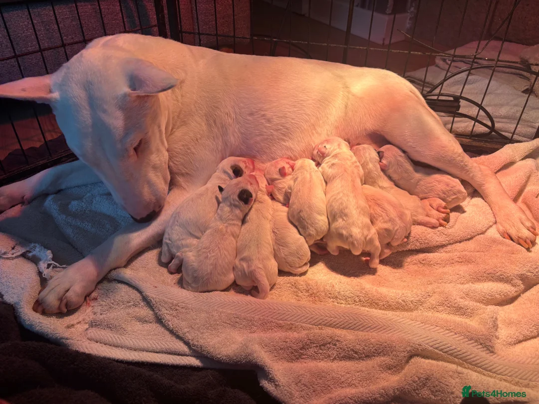 English Bull Terrier dogs for sale: Beautiful Bullterrier Pups  - Advert 6