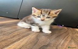 Mixed Breed cats for sale: 2 beautiful tabby male kittens available  - Image 2