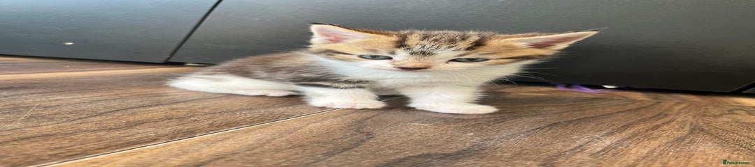 Mixed Breed Kitten 1