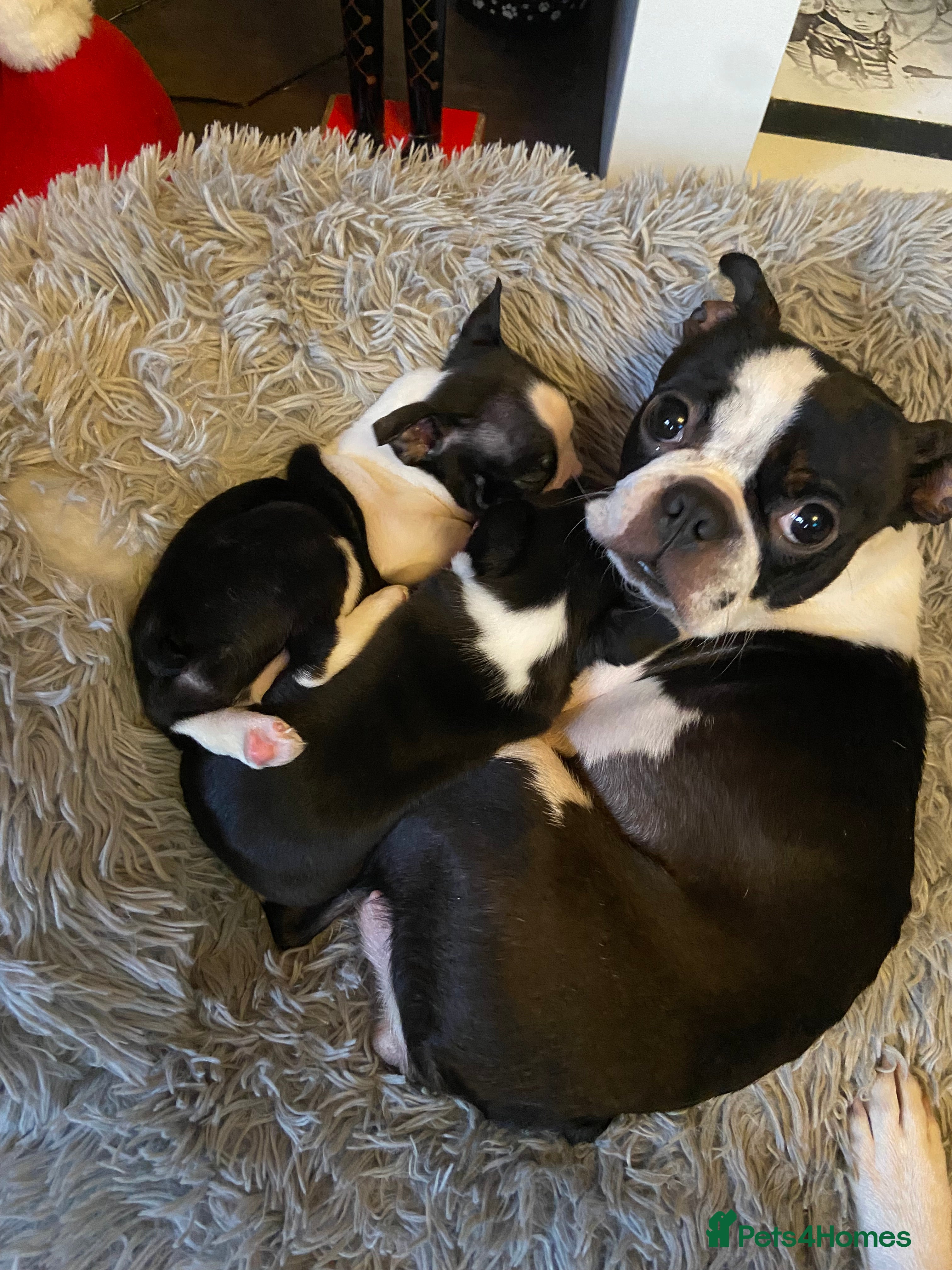 Boston Terrier dogs Kc reg Boston’s  - Advert 2