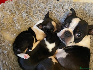 Boston Terrier dogs Kc reg Boston’s - Advert 11