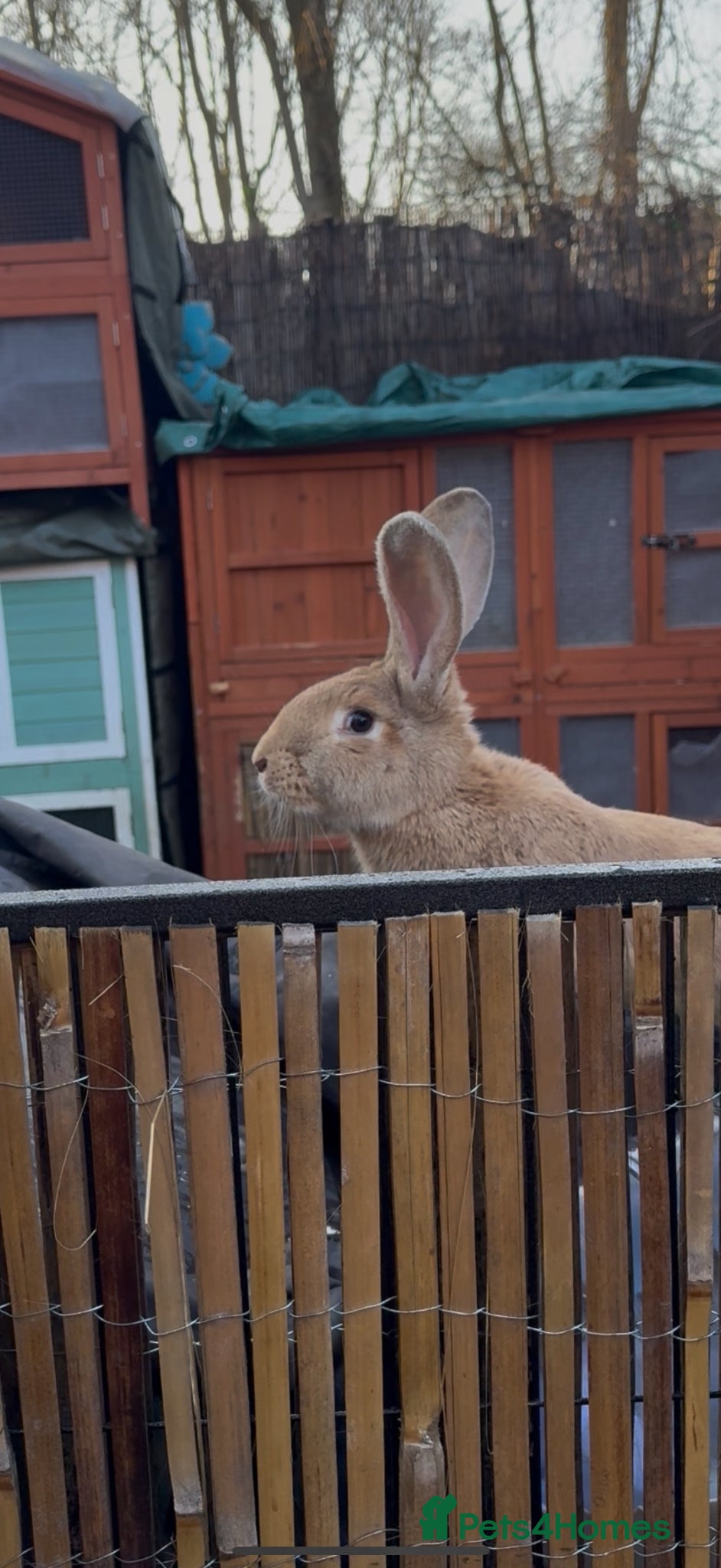 Continental Giant rabbits 3 x Continental X French lop Giants 🐰 Mixed Sexes - Advert 2