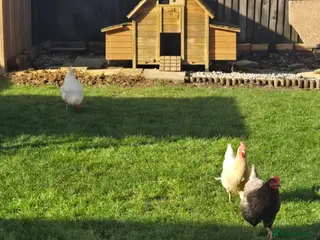 Chickens poultry Trio of 3x hens & large coop - Advert 17