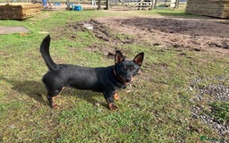 Lancashire Heeler dogs for sale: Lancashire Heelers - Image 7