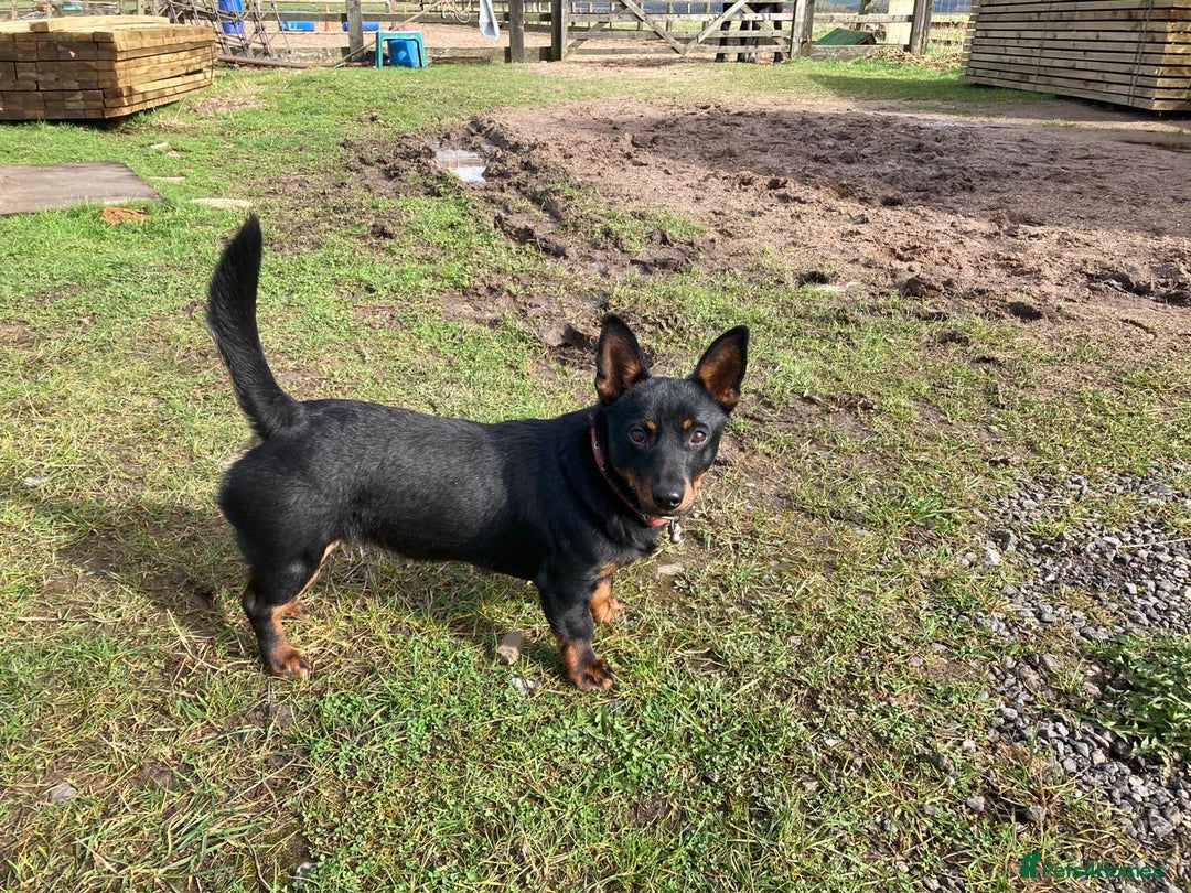 Lancashire Heeler dogs for sale: Lancashire Heelers - Image 7
