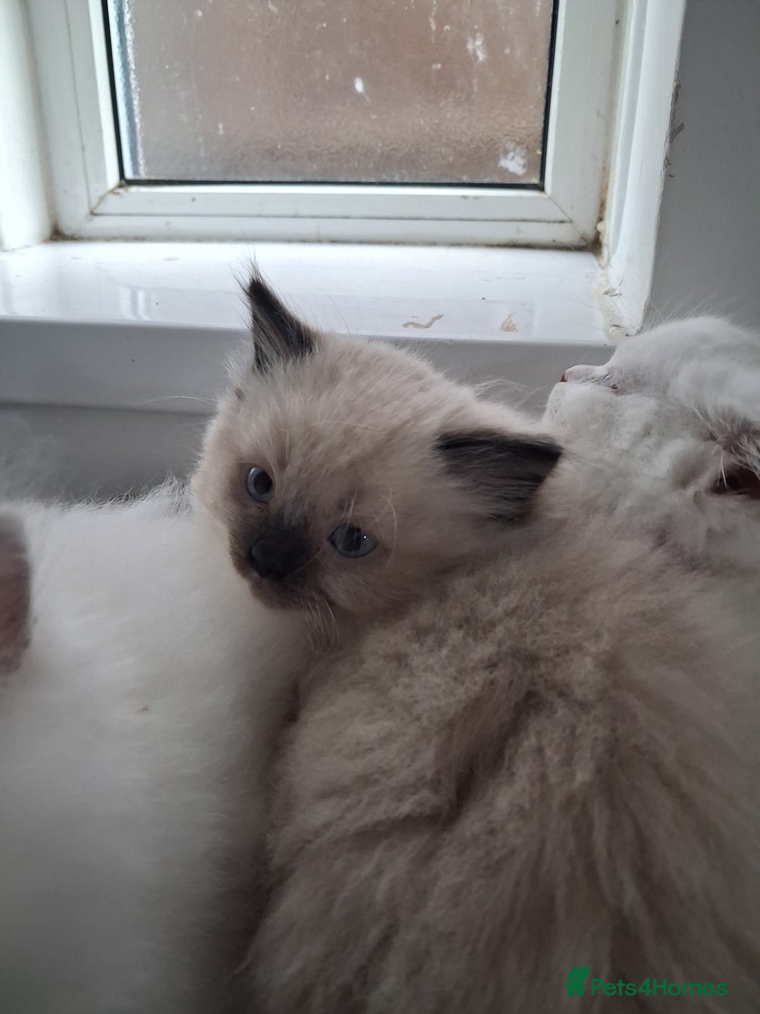 Ragdoll cats for sale: 3 Beautiful ragdoll girls ready  - Image 20
