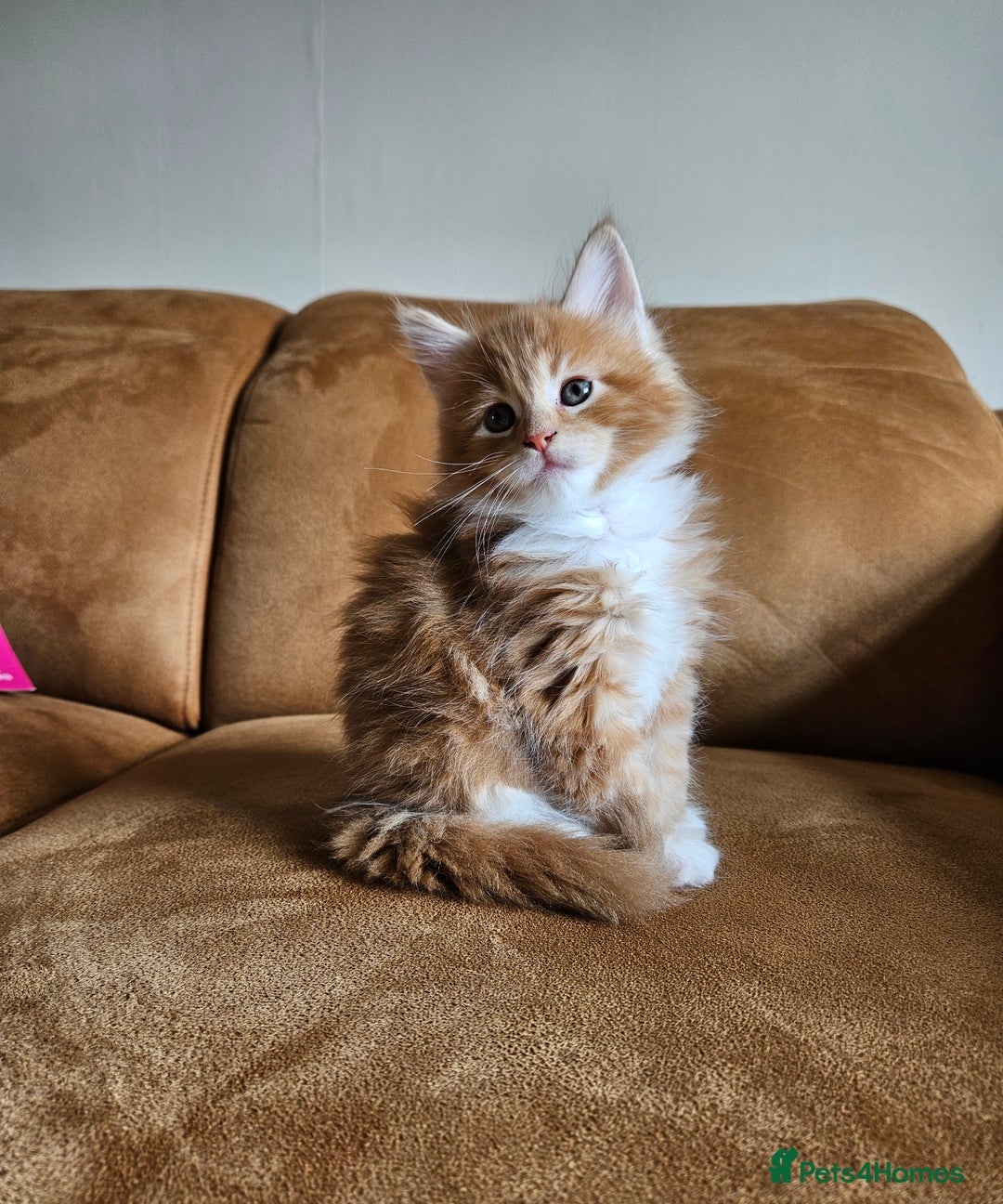 Maine Coon cats for sale: Gccf maincoon kittens. Ready from the 20th Sept  - Image 14