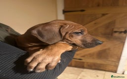 Rhodesian Ridgeback dogs for sale: Stunning Rhodisian Ridgeback Girls - Image 3