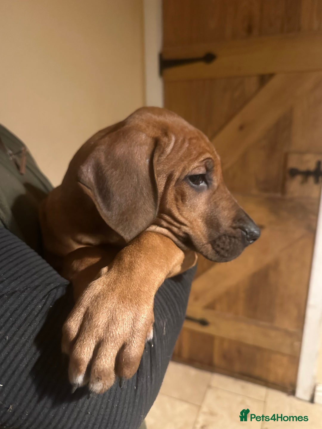 Rhodesian Ridgeback dogs for sale: Stunning Rhodisian Ridgeback Girls - Image 3