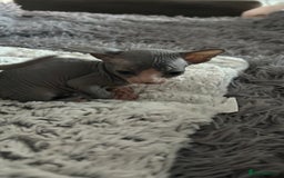 Sphynx cats for sale: Amazing colour Sphynx - Image 14