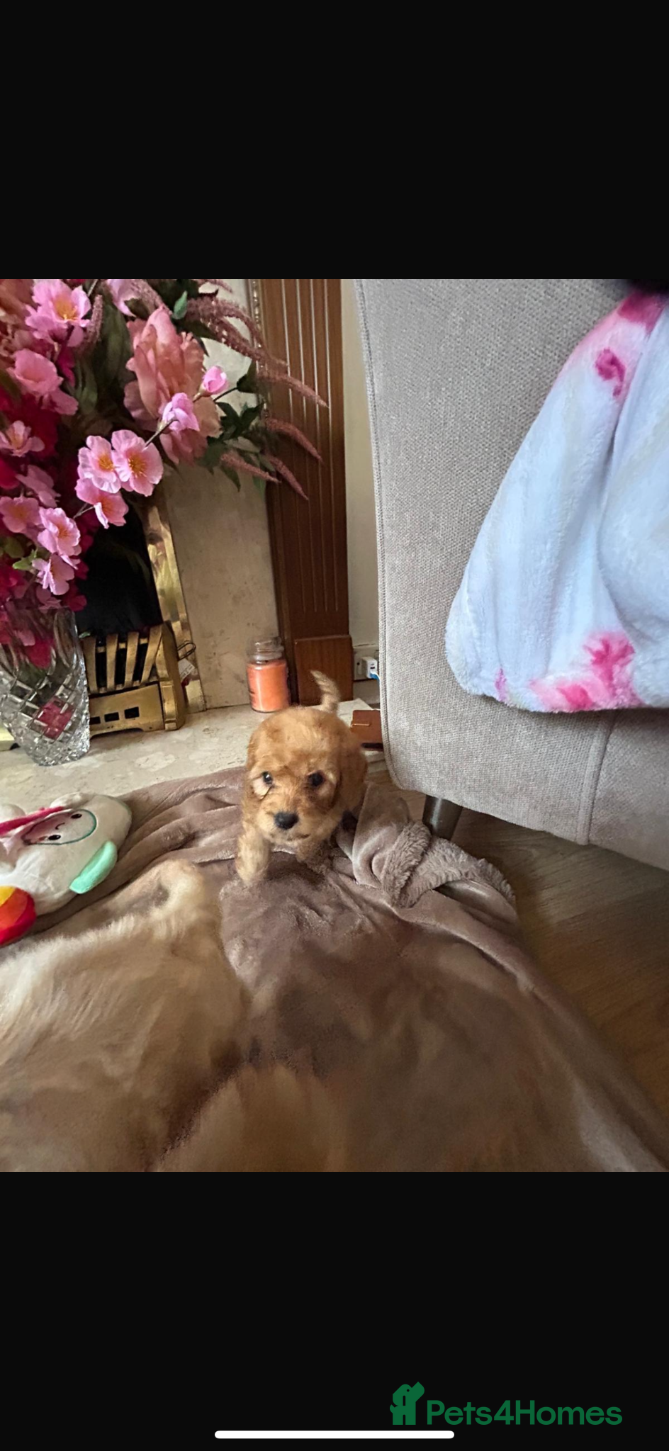 Cockapoo dogs for sale: Cockapoo puppies in Aberdeen - Advert 29