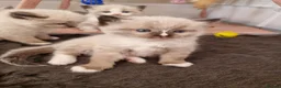 Ragdoll cats for sale: 🐾 Beautiful Ragdoll Kittens looking for homes 🐾 - Advert 25