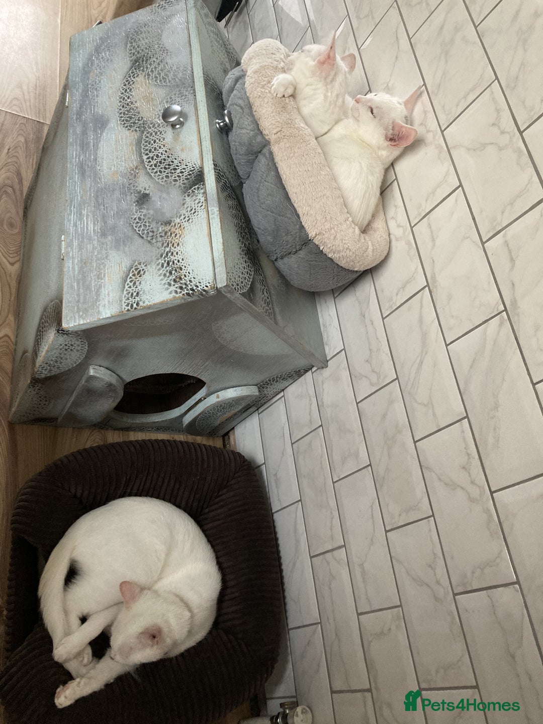 Turkish Van cats for sale: Gorgeous and Loving Turkish Van kittens - Image 8