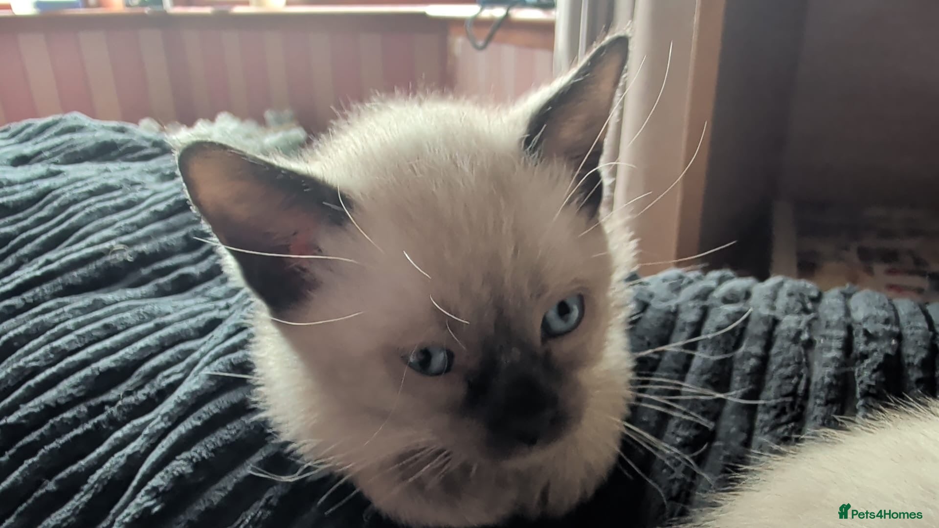 Mixed Breed cats for sale: Siamese Cross Ragdoll kittens plus black/white - Advert 10