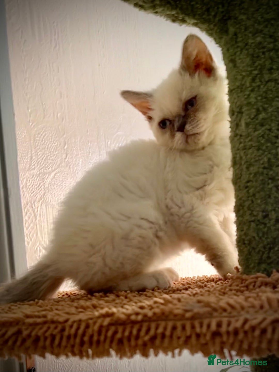 Selkirk Rex cats for sale: SELKIRK REX KITTENS  😻 - Advert 9