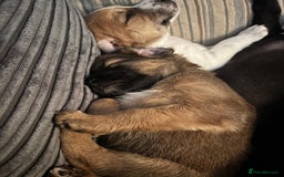Mixed Breed dogs for sale: Spaniel jack cross jack chi pups - Image 9
