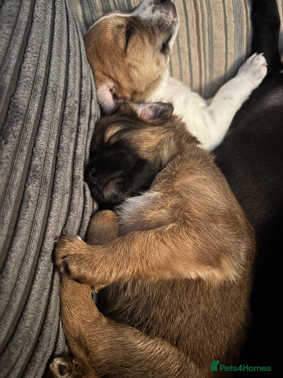 Mixed Breed dogs for sale: Spaniel jack cross jack chi pups - Image 9