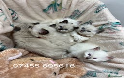 Ragdoll cats for stud: PROVEN GCCF Active Ragdoll Stud Dilute Lilac Genes in Manchester - Image 19