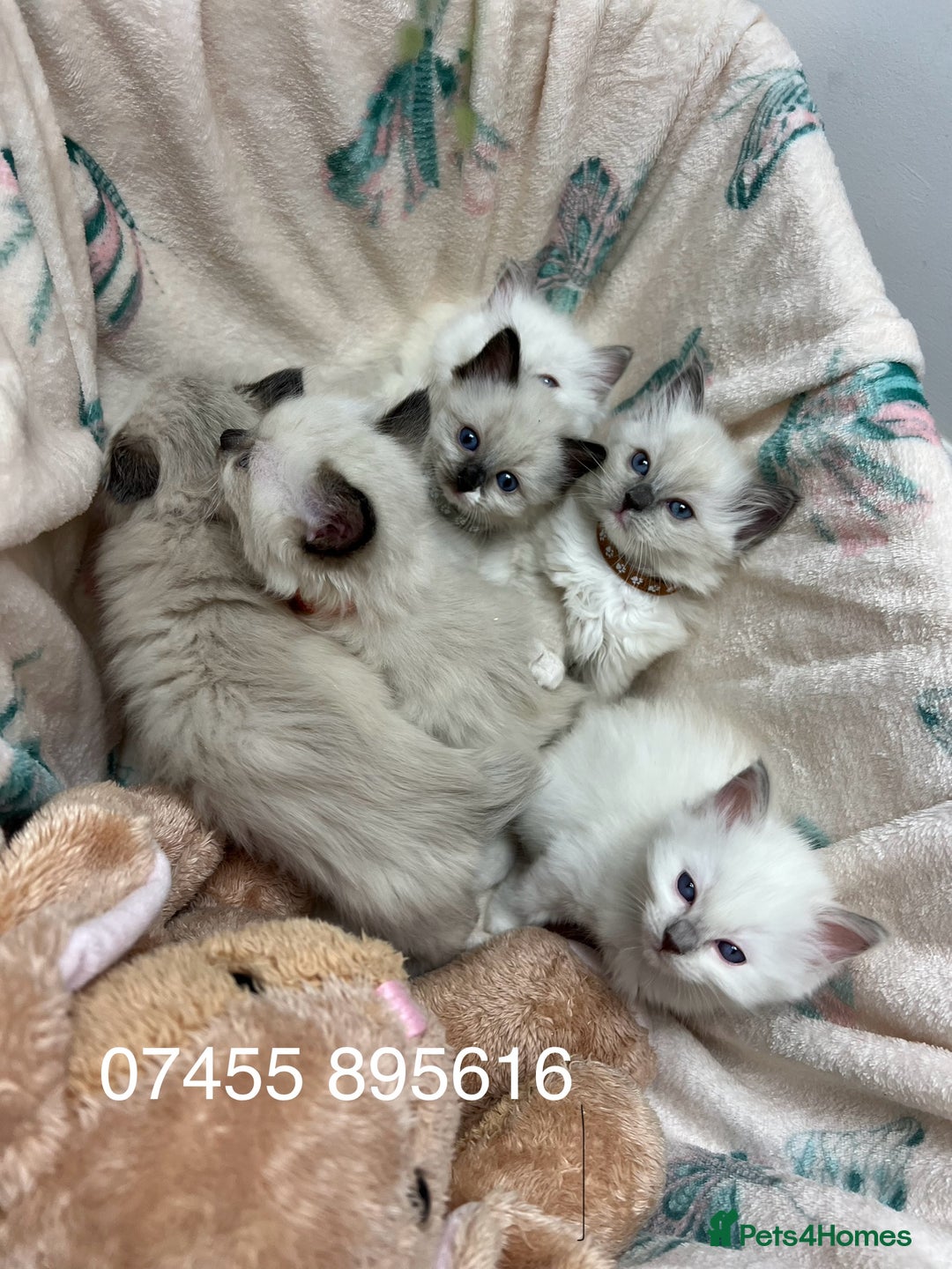 Ragdoll cats for stud: PROVEN GCCF Active Ragdoll Stud Dilute Lilac Genes in Manchester - Image 19